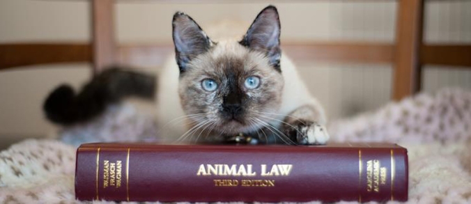 Gatti e Legge