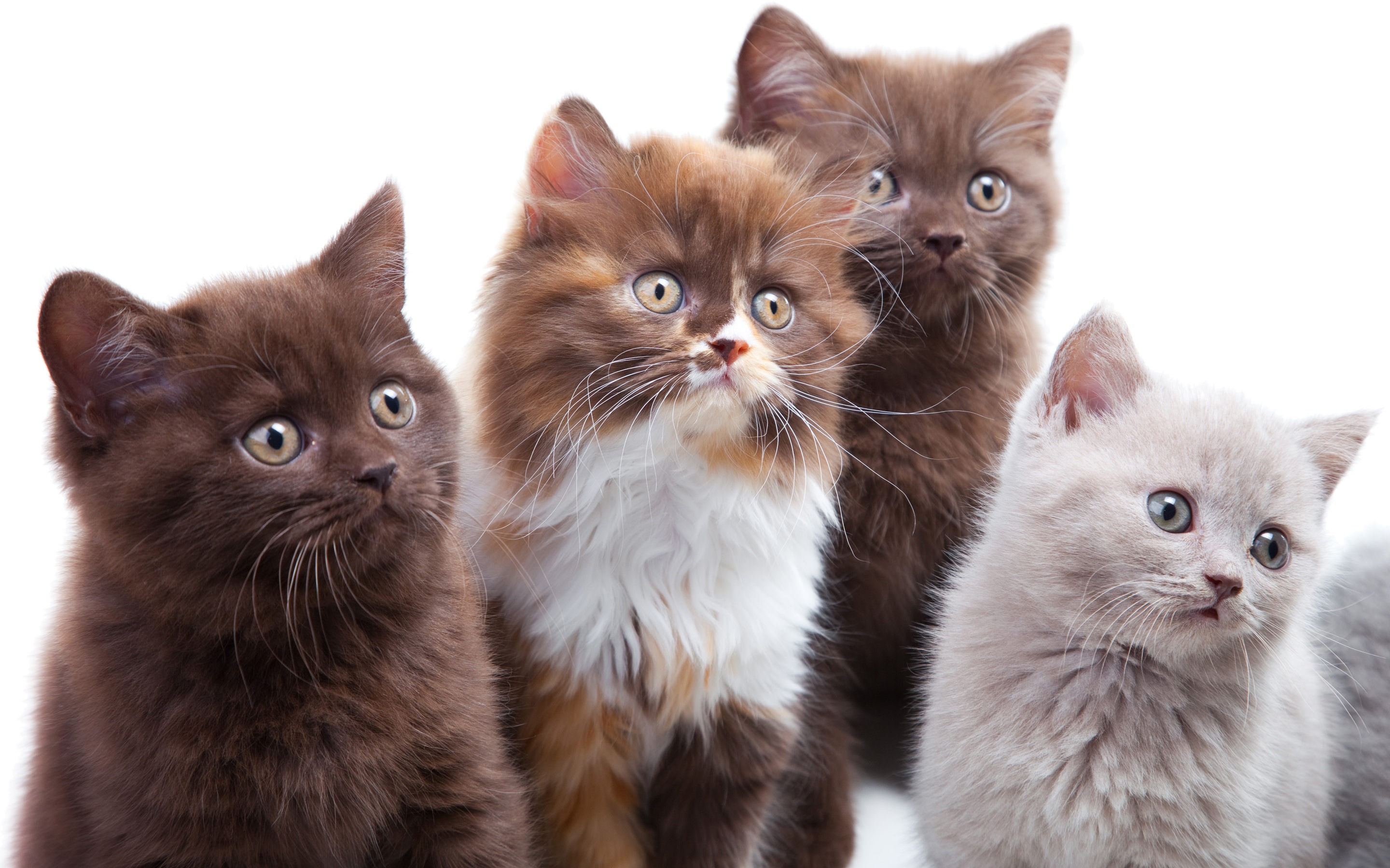 Слово 4 котенка. 4 Кота. 4 Котенка. Четыре милых котёнка. 4 Котика картинки.